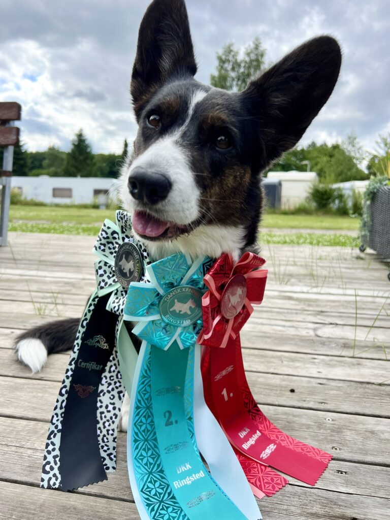 Peanut Senior Champion
