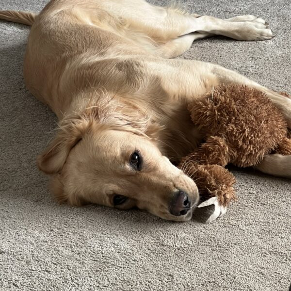 Abby & dovendyr