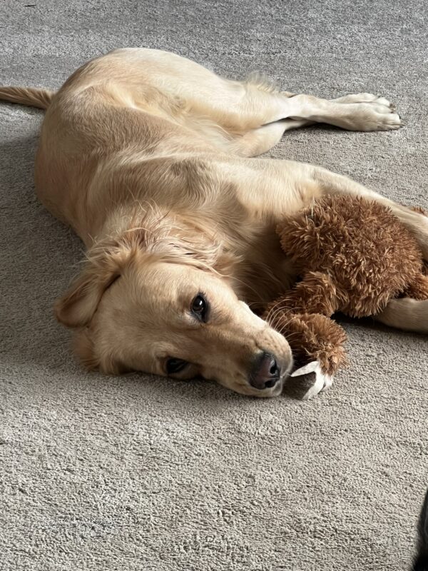 Abby & dovendyr